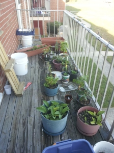 My Apartment food forest