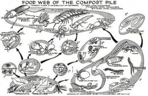 picture_4_-_food_web_of_the_compost_pile