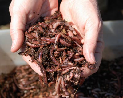 Composting – with Worms